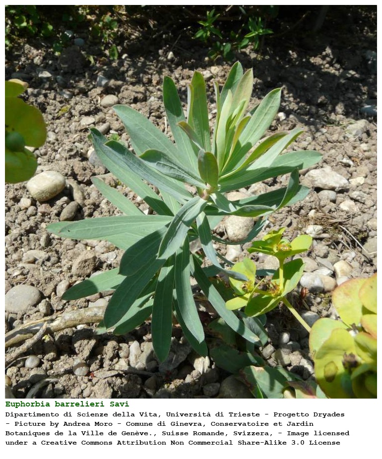 Euphorbia barrelieri Savi